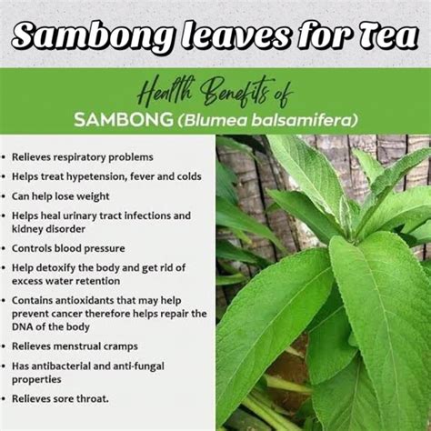 how many leaves of sambong to boil|Sambong: Your Guide to Home Remedies and Natural Healing.